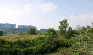 深圳华侨城湿地公园 深圳华侨城湿地公园