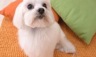 哭过的泪不会有痕迹 哭过的泪不会有痕迹