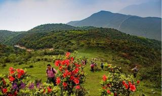 我愿是满山的杜鹃 我愿是满山的杜鹃