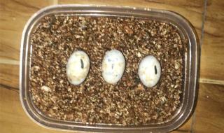 网上买乌龟 网上买乌龟