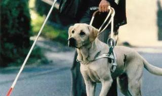 中国导盲犬 中国导盲犬