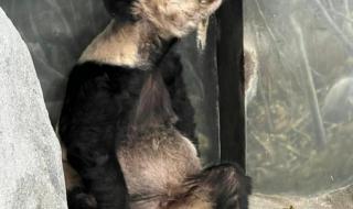 丫丫熊猫怎么回事 丫丫熊猫怎么回事